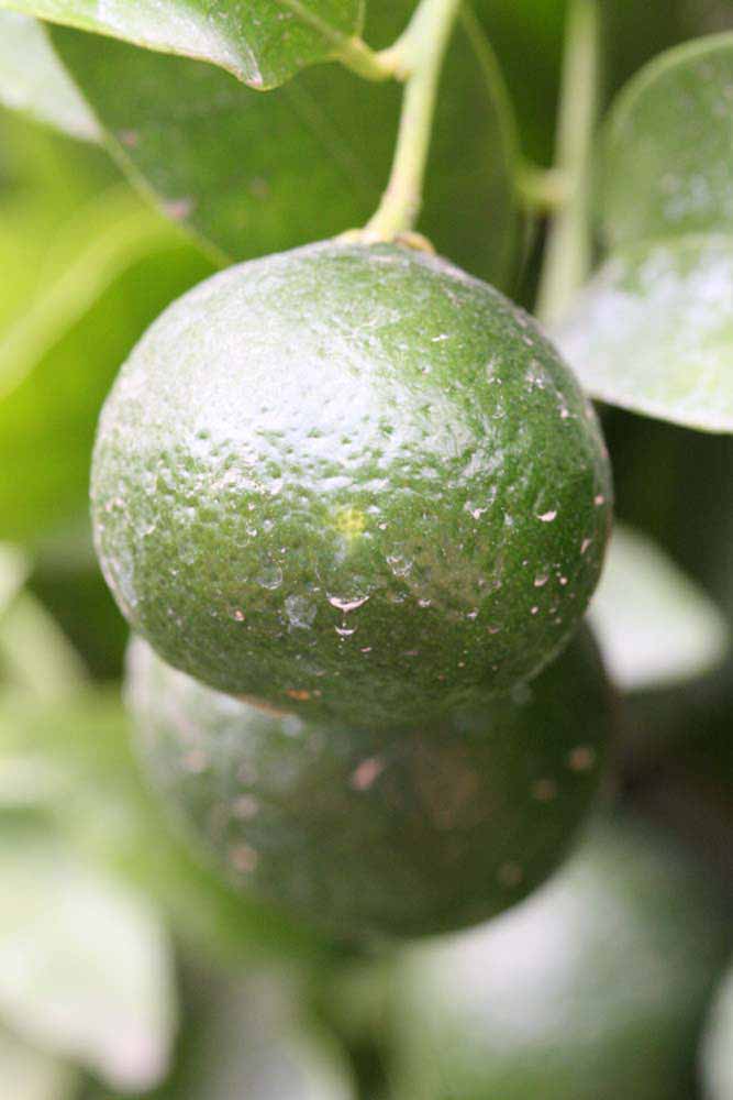            Immature fruit (Riverside, CA)   